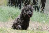 CAIRN TERRIER 127